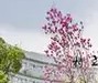 西南大学的毕业证是什么样的