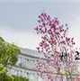 西南大学的毕业证是什么样的